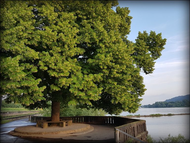 Und eine Linde ist mein Lieblingsbaum MEIN HERBST